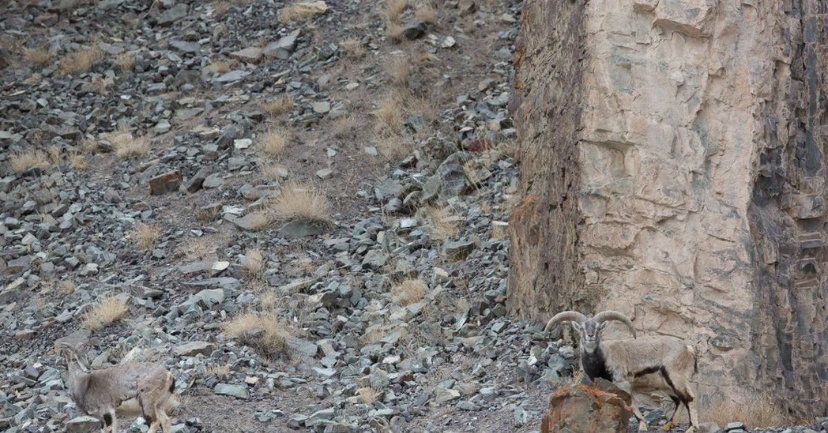 Pronađi sniježnog leoparda i spasi im život!