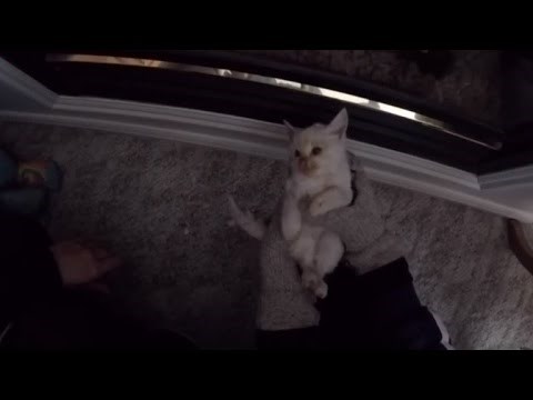 Pronašli su promrzlog mačića koji nije davao znakove života, no nisu odustajali