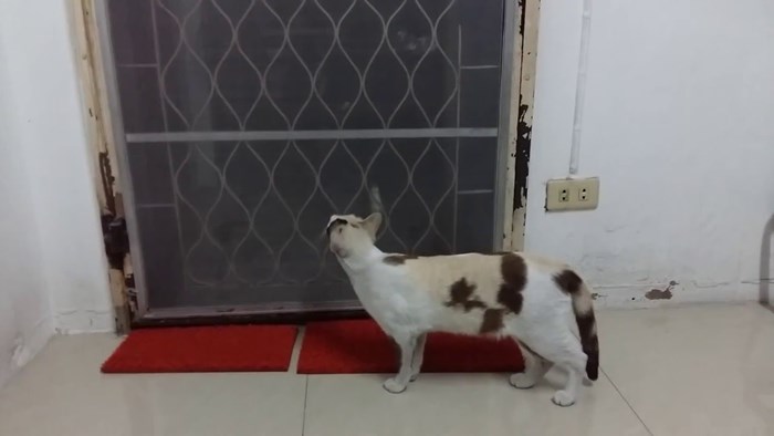 VIDEO Vrata su zatvorena? Nema problema, ova mačka zna kako može ući u kuću!