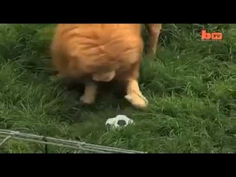 VIDEO: Lav u zoo-u se dosađivao, pa su mu bacili nogometnu loptu - i nastade ludnica!