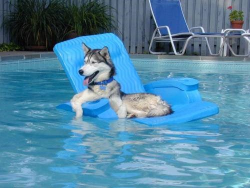 Pas koji zna uživati u životu