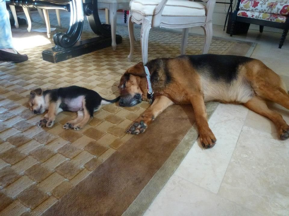 Psić odrađuje lekciju iz spavanja: Hrkanje je ipak napredno