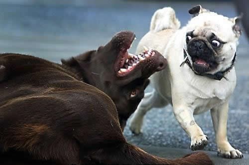 Strava u psećem oku: I ti ga se bojiš, kako neće on!