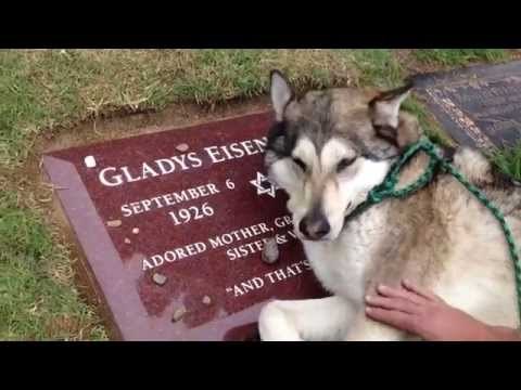 VIDEO: Najtužniji video od 10 sekundi ikad snimljen