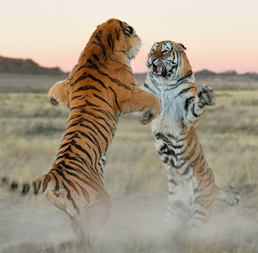 Tigrovi se razbahatili