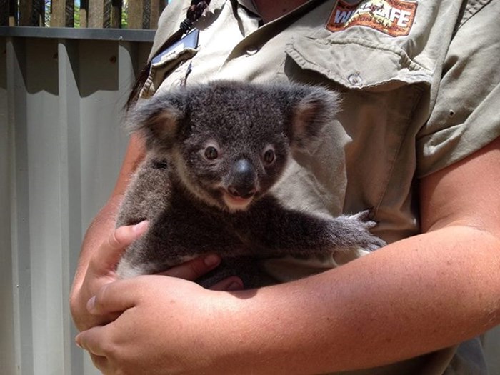 Mala koala sretna u zagrljaju svoje čuvarice