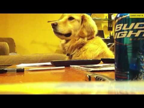 VIDEO: Drži ritam i uživa, no kad glazba stane - izraz lica neprocjenjiv