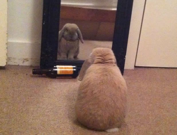 Bože, u što sam se pretvorio otkad opet pijem..