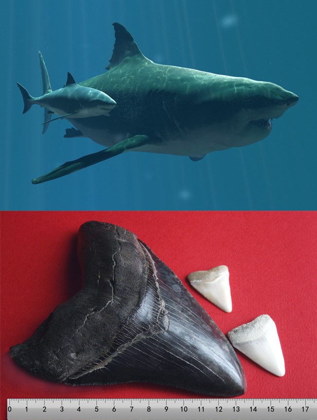 Da je megalodon živ: Usporedba s velikim bijelim
