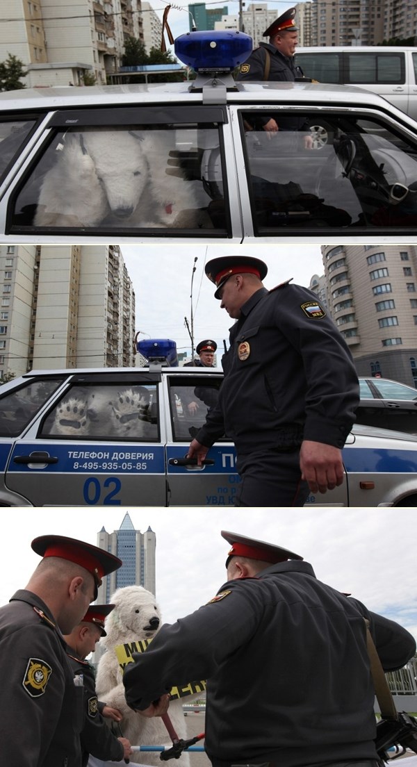 Ruska policija privela "polarnog medu"