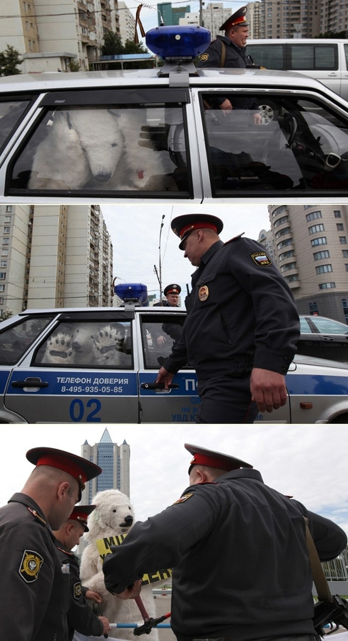 Ruska policija privela "polarnog medu"