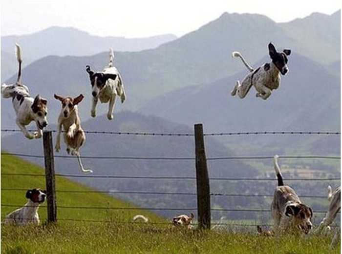 Angry Dogs