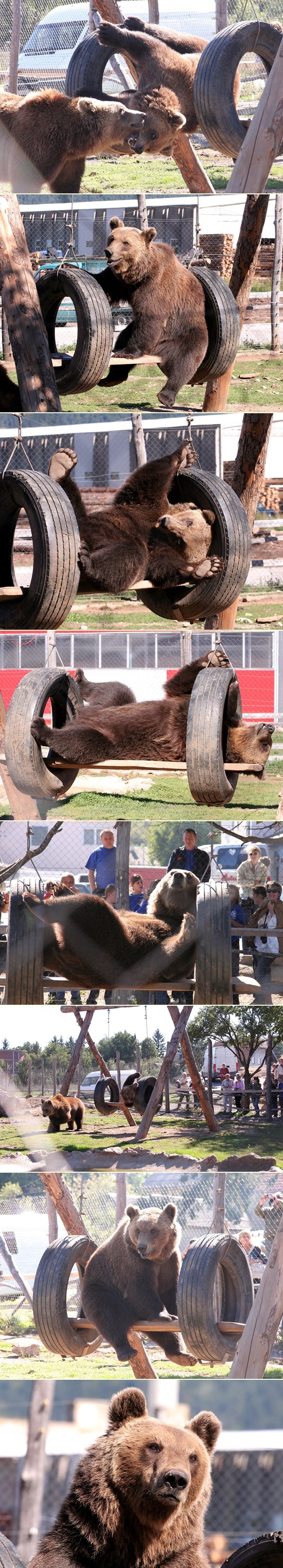 Preslatki zaigrani medvjedi iz Korenice