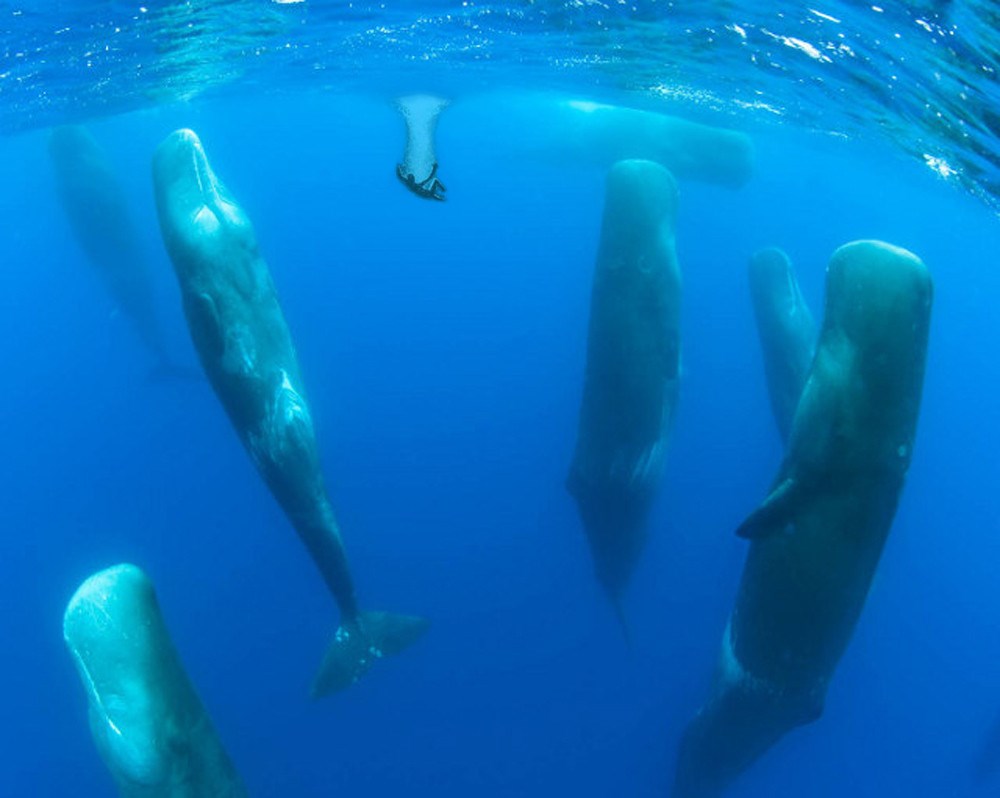 Ovako spavaju kitovi
