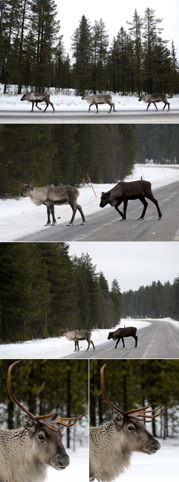 Snijeg pao, jeleni lutaju i traže klopu - dobaci malo sijena