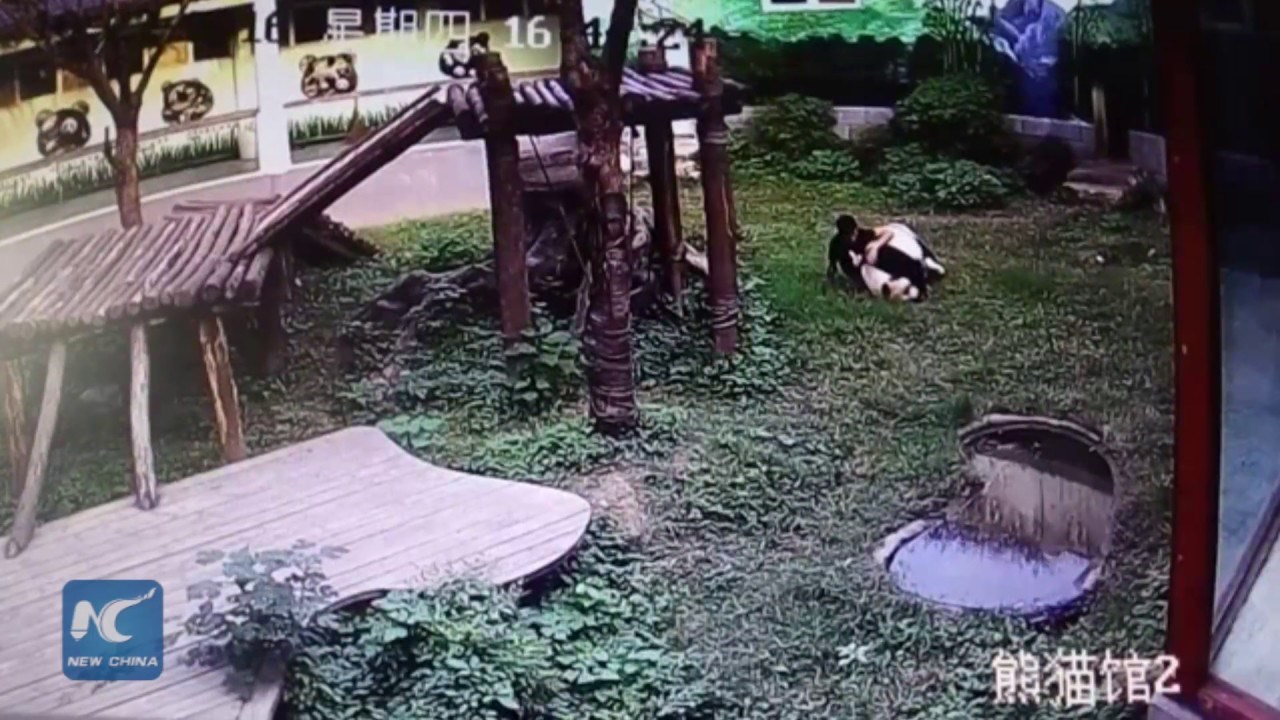 Čovjek je uskočio u pandinu jazbinu i dobio što je zaslužio