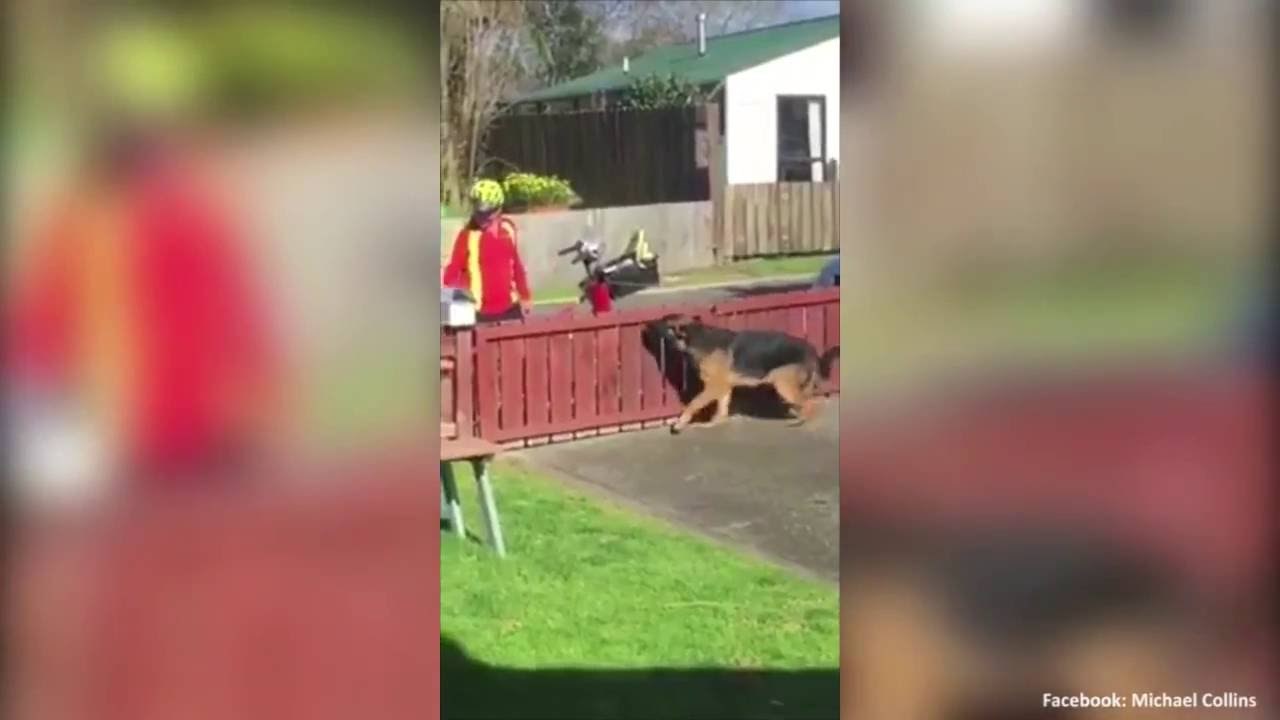 Vlasnik potajno snimio tko mu to svakog jutra mazi "opasnog" psa