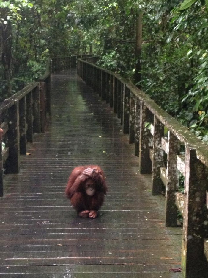 Orangutan mrzi kišu: Za milijun godina izumit će kišobran