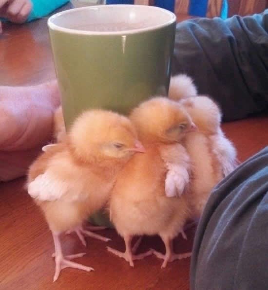 Pilići se griju uz toplu čašu čaja