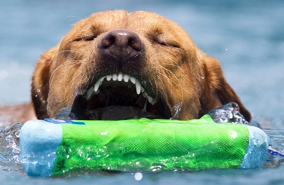 "Morski pas" pokazao "ralje"