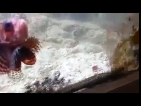 Evo što se dogodi ako prestanete čistiti svoj akvarij