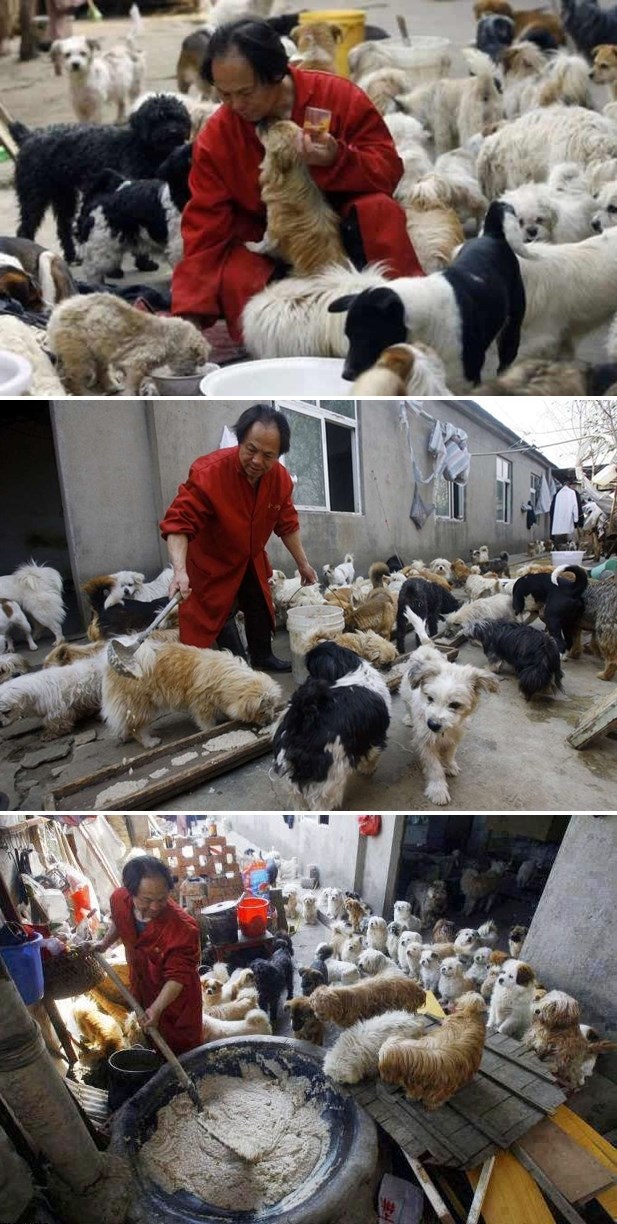 Kinez udomio 140 pasa i spasio ih umiranja od gladi