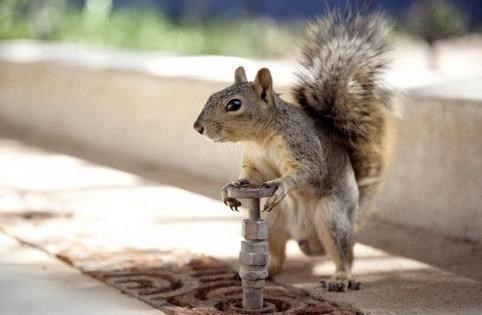 Osvetoljubiva vjeverica će ih sve pobit plinom!