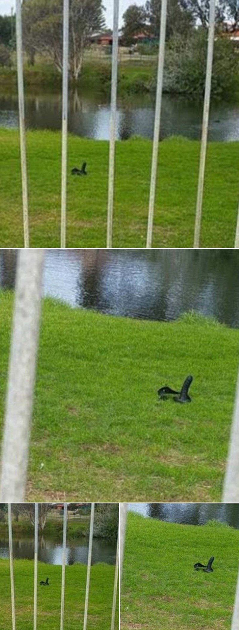 Uslikala misterioznu životinju, kad joj se približila prestravila se!