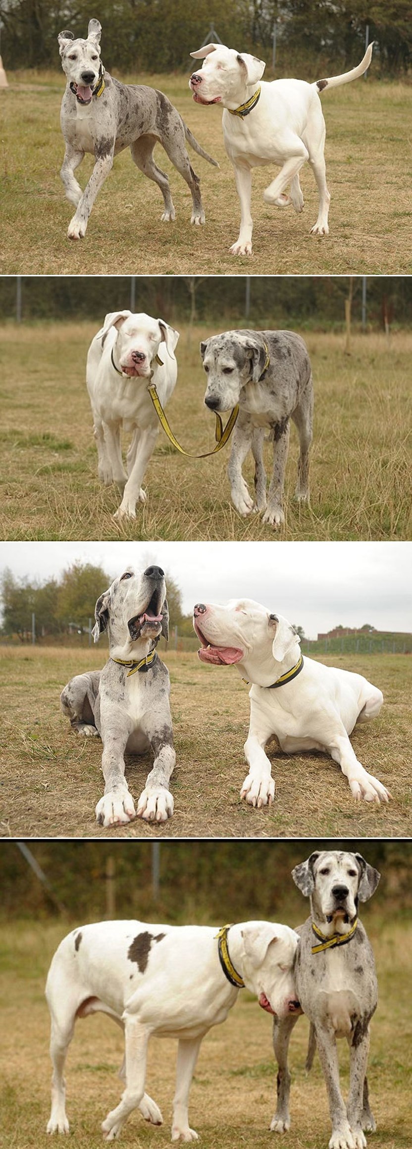 GALERIJA: Ljubav najbolje prijateljice slijepoj je Lily podarila "vid"