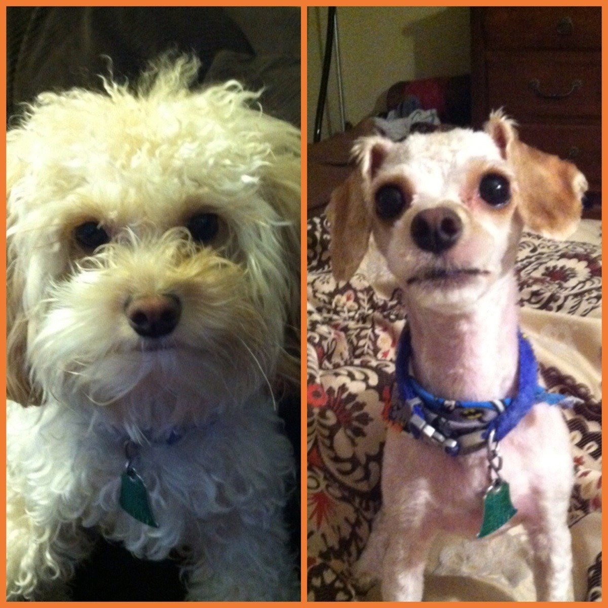 Izbrijao joj psića do neprepoznatljivosti