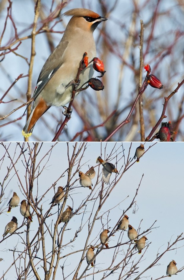 Prekrasne ptičice pjevice mekog perja Hrvati nazvaše kugare