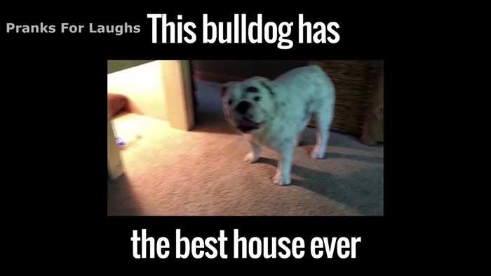 Ovaj Bulldog ima najbolju kućicu na svijetu u koju će se svatko zaljubiti