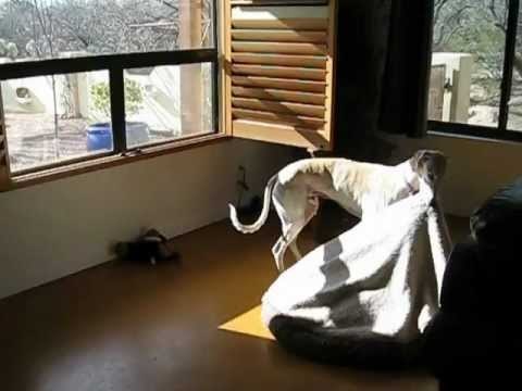 VIDEO: Zašto ovaj pas stalno seli svoj krevetić?