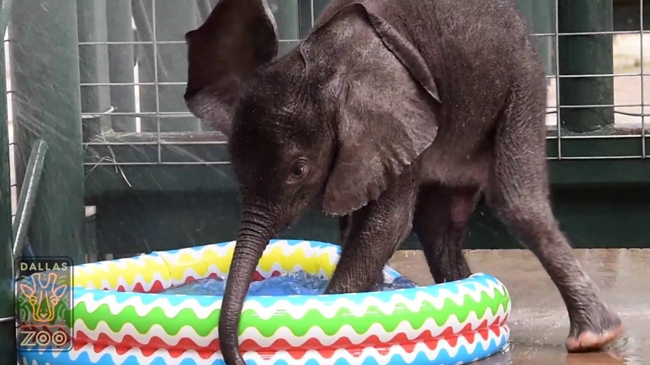 Voda + dječji bazen = najsretniji slonić na svijetu!