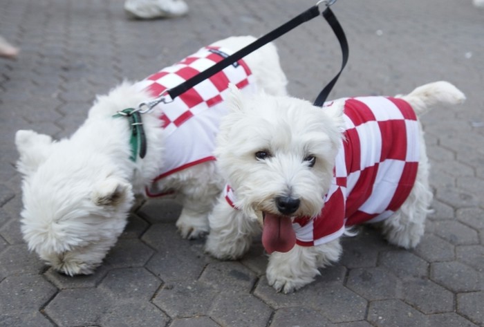 Slatki psići nabacili navijački look