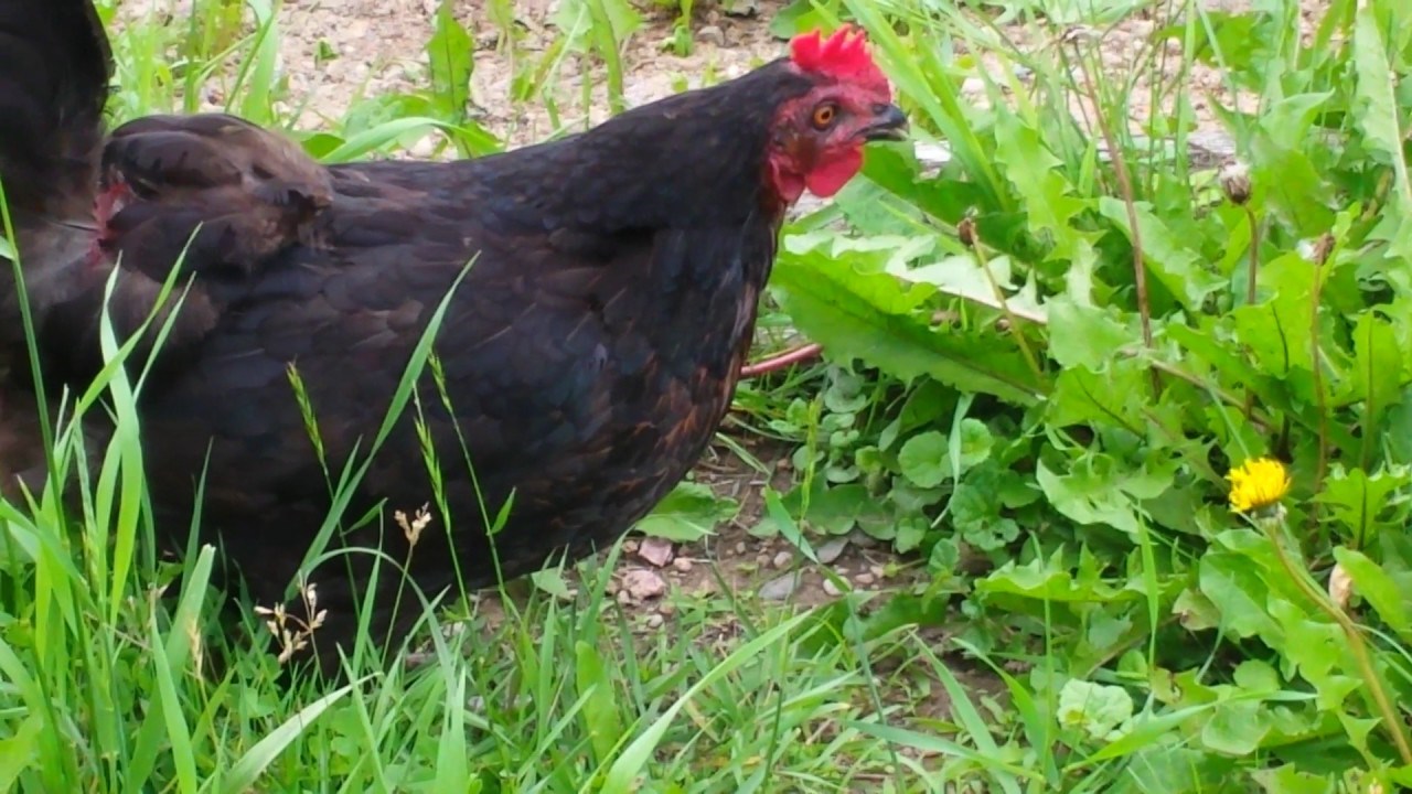 KOKOŠ MONSTRUM Mala zmija joj je izgledala kao veliki crv, pogledajte što je učinila kad ju je ugledala!