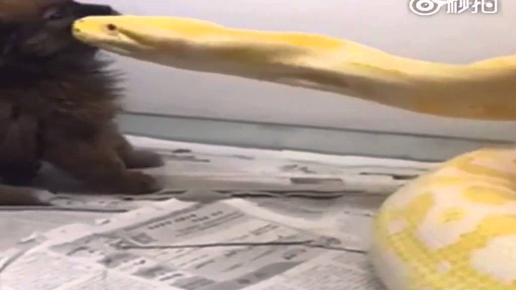 VIDEO: Piton smazao pekinezera u treptaj oka!