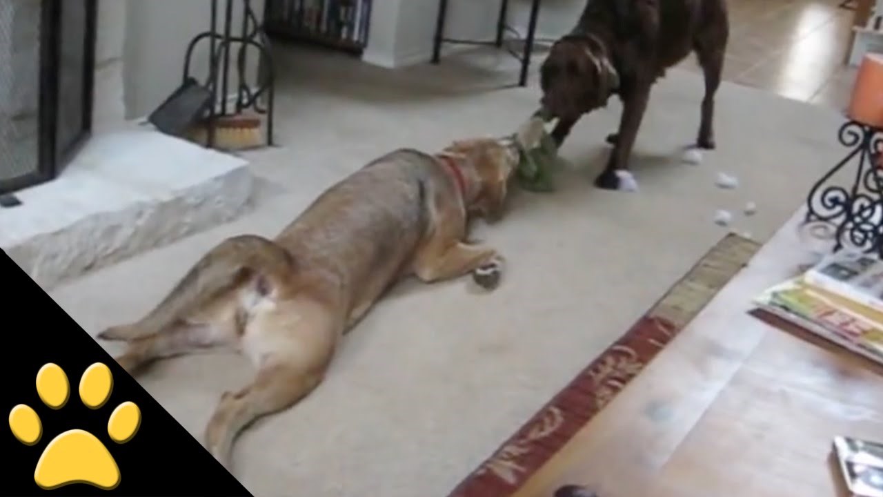 Video: Josipović je bio aktivniji od ovih pasa