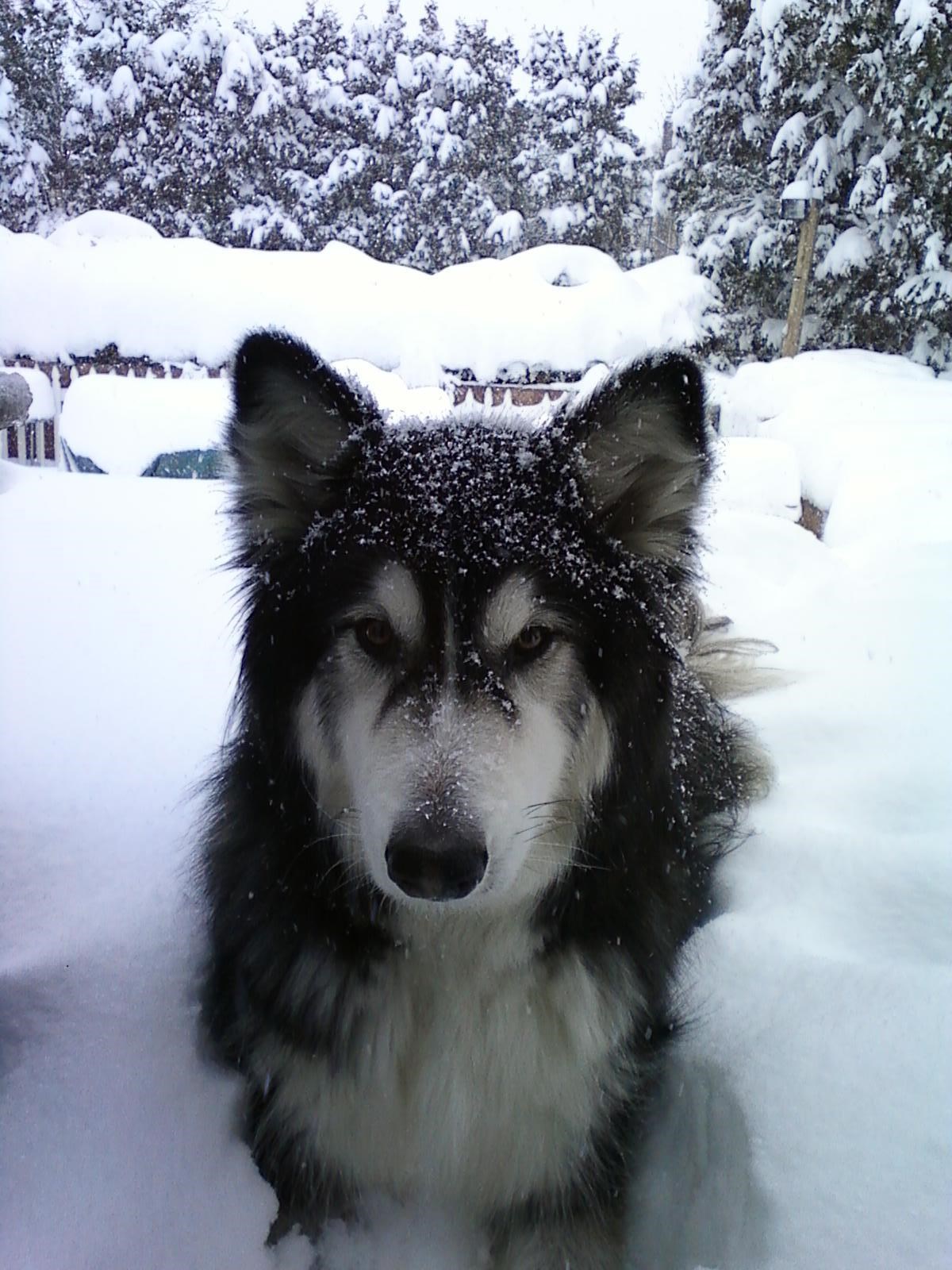 Gazda, fotkaj brže, ne mogu više mirno, idem hvatati snijeg!
