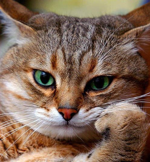 Impresioniraj me, mačak, čekam!