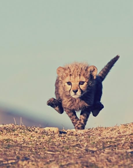 Najslađi mali stroj za ubijanje