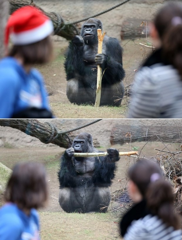 Gorila skužio komade pa se odmah bacio na bildanje