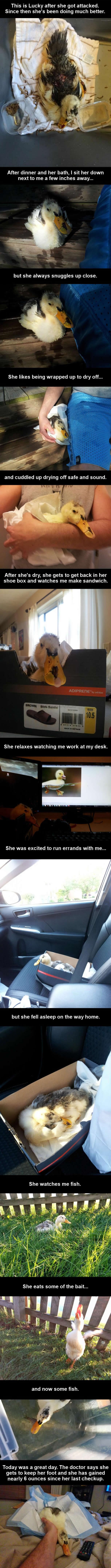 Ranjena patkica i mladić postali nerazdvojni kompanjoni