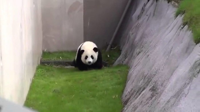 Neukrotivi mali panda se želi samo igrati i raditi probleme