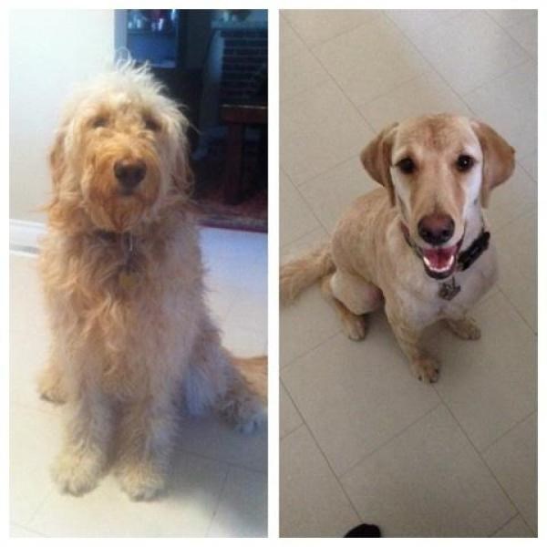 Kad ti ošišaju psa, pa triput provjeravaš je li stvarno tvoj