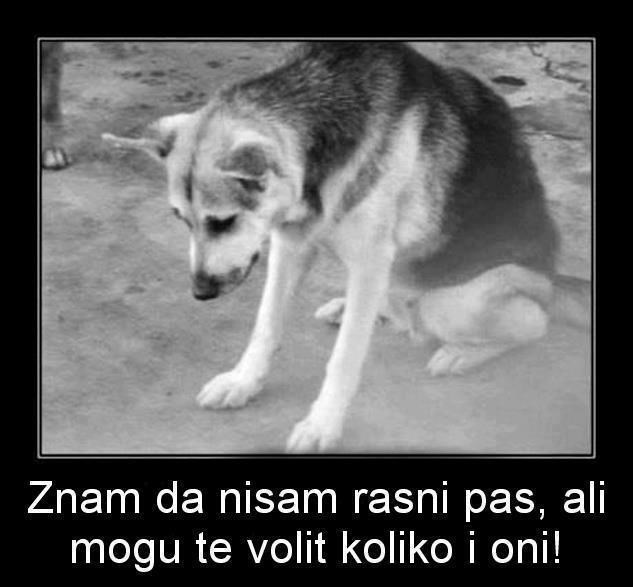 Ne odbijaj pesu jer nije s pedigreom, voljet će te zauvijek