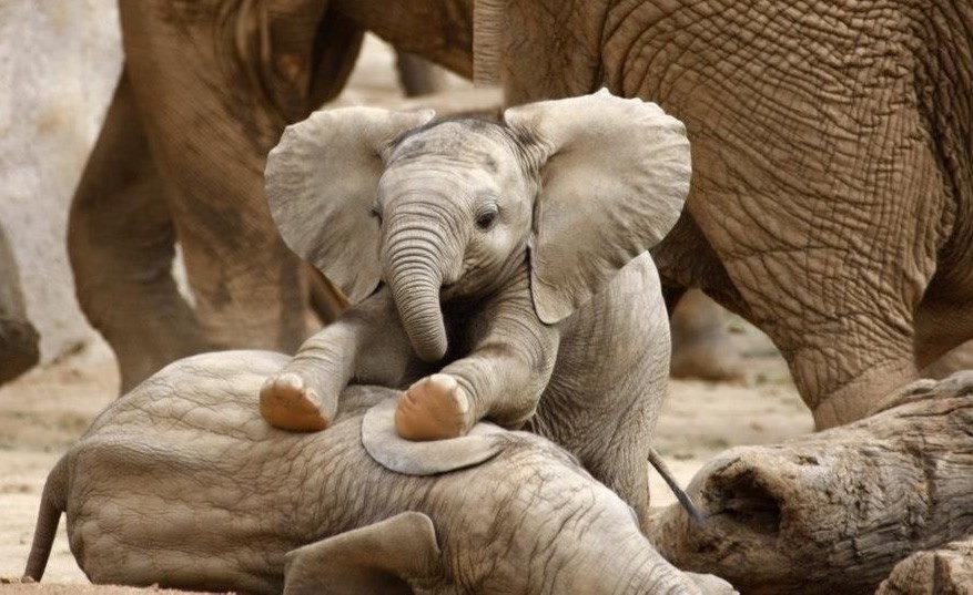 Strašni mali slonić pobijedio u hrvanju