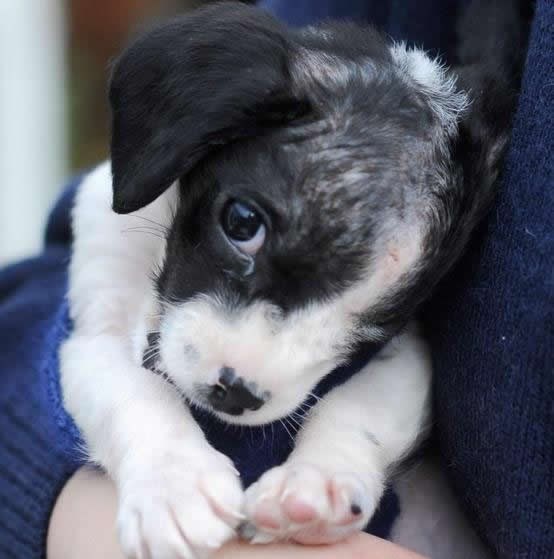 A ne bi me, možda, uzeo doma? Da nisam sam, ovako mali...