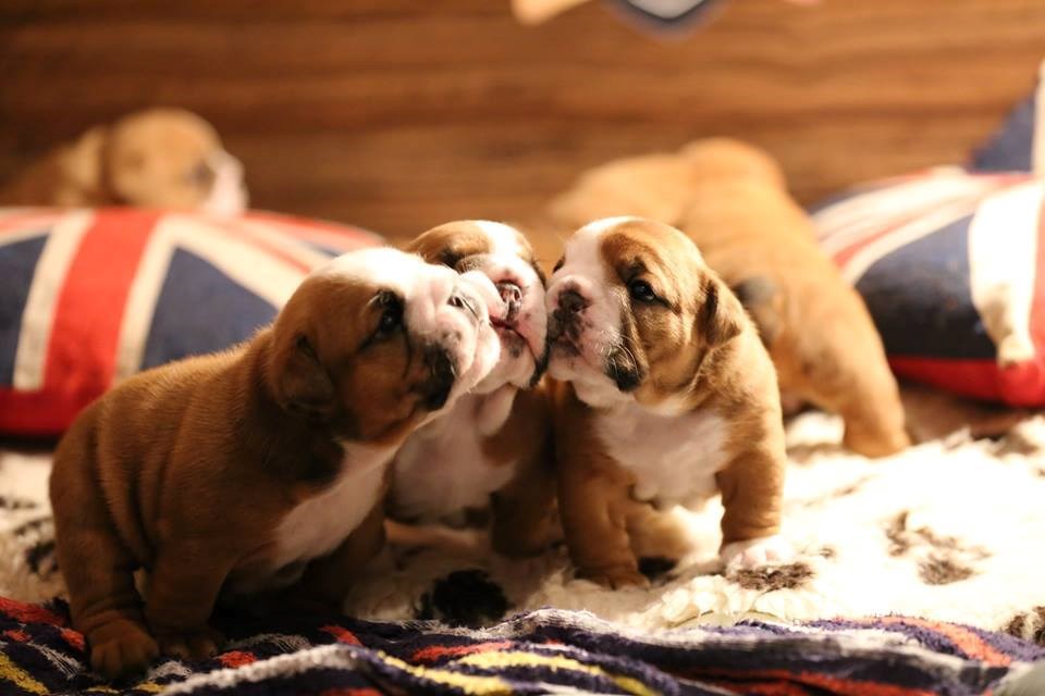 klapsko pjevanje..??