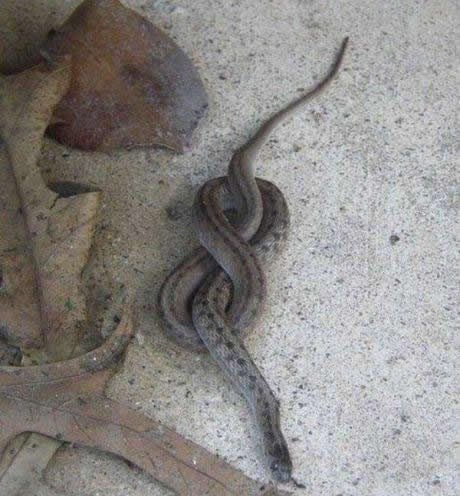 Zmija, daj idi doma, pijana si ko zemlja